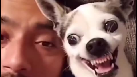 Dogs Funny Moments
