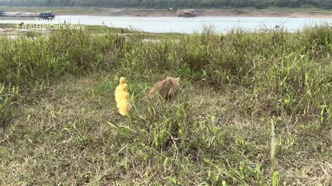 The kitten takes three ducklings on an outdoor trip! happy duck🐥😽