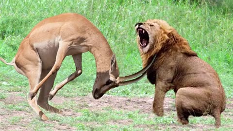 Antelope powerful pf horrible horns causing the lions to panic snake crocodile and buffaloe