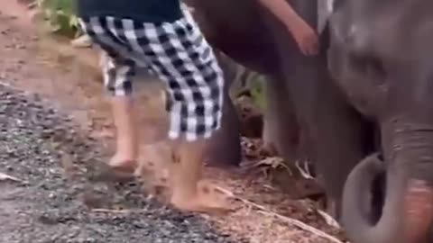 Baby Elephant get Stuck