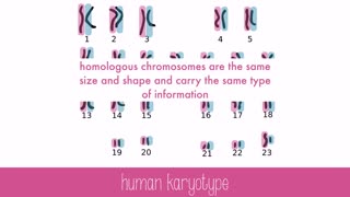 Genes and chromosomes