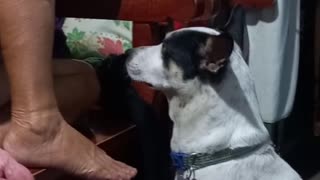 Dog's attitude