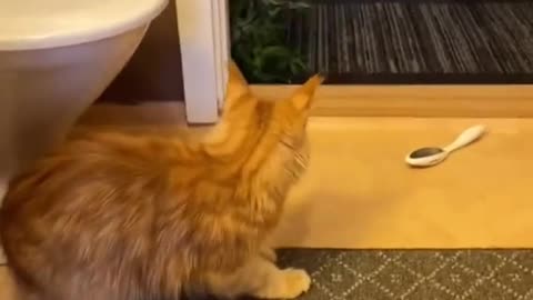 Funny cat reacting to dogs