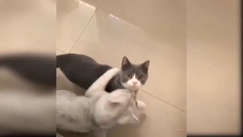 Cat's are very 😸😸funny act and cats fun😸😸