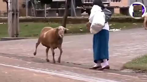 Try not to laugh! Running from a crazy goat! funny