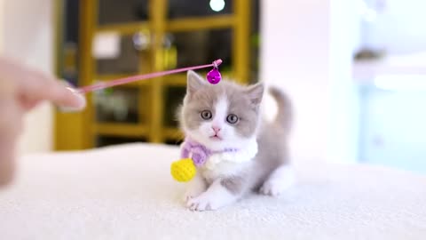 Cute cat 2023