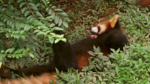 CUTE RED PANDA CREATURE ADVENTURE | The Real-Life Wild Kratts