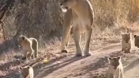 Wildlife from close view with different perspective.