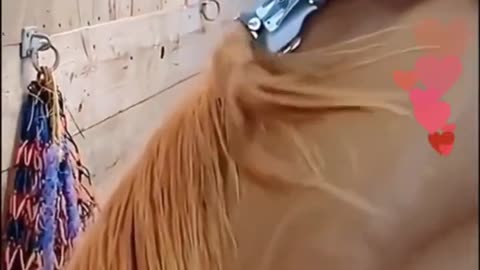 Shaving Horse Hair