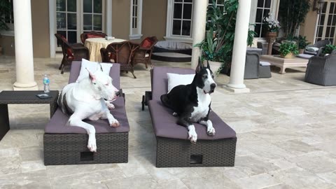 Happy Max & Katie The Great Danes Enjoy Relaxing On Their Loungers