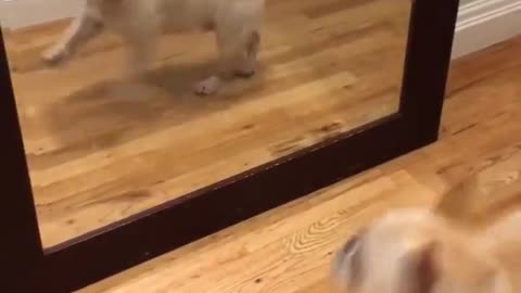 Funny video little cute dog sees himself in the mirror