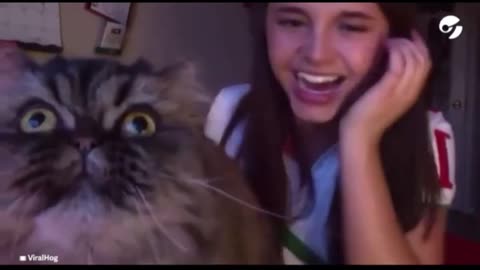 cat jumps in front of camera and tries to sing along