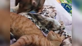 Cat is sleeping and dog is annoying him