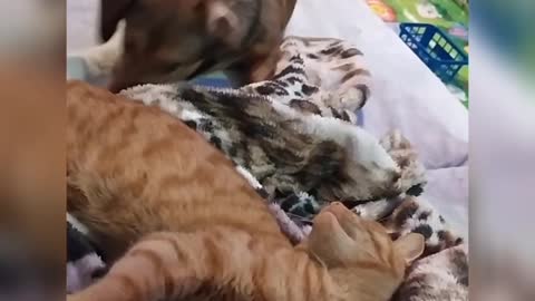 Cat is sleeping and dog is annoying him