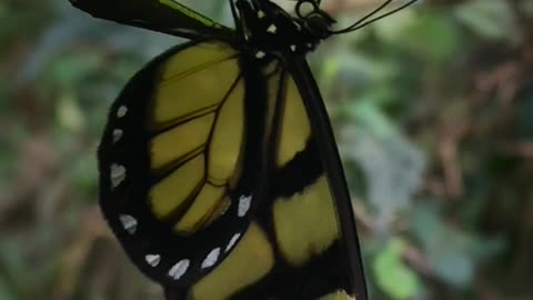 BORBOLETA-DERO-DE-ASA-CLARA EM UM MINUTO