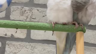 Three Birds Play While Cleaning
