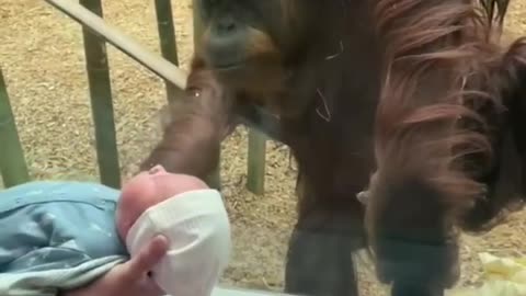 The orangutan wanted to see my baby!￼