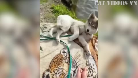 Funniest Animals Videos 2023😇