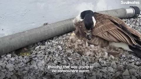 Guy Teaches His Rescued Gosling How To Fly | The Dodo Soulmates