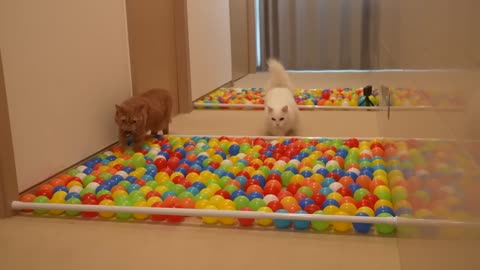 Challenge of the Ballpool Obstacle Course