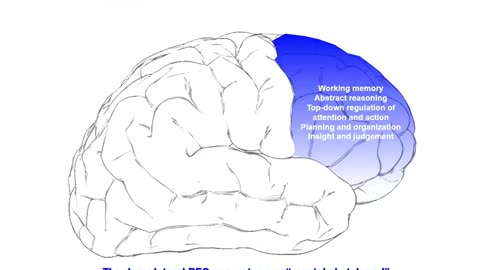 The Neurobiology of Prefrontal Cortex and its Role in Mental Disorders