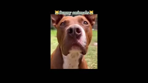 Best Funny Animals Video__ Try Not To Laugh🤣