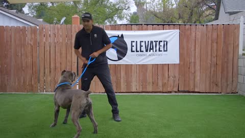 how, to, train, your dog,https://youtu.be/1oDGa2yPb2g