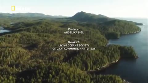 Nat Geo Wild The Great Bear Rainforest Nature Documentary