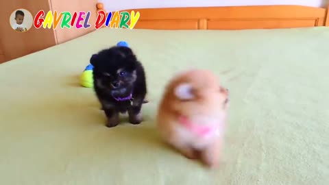 Heli gukguk cute puppy popular children's song Gavriel Diary