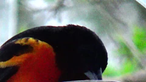 Oriole