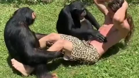 Chimpanzee enjoy with men