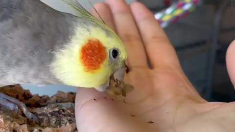 Cocktail bird eats crunchy insects, tasty and delicious