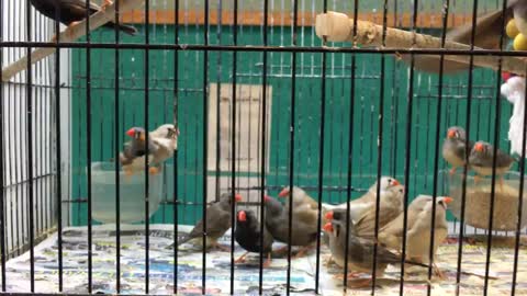 Zebra Finches