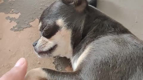 Cutest Chihuahua in the World Sleeping