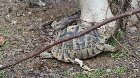 Turtles, like other animals, use camouflage to hide from strangers