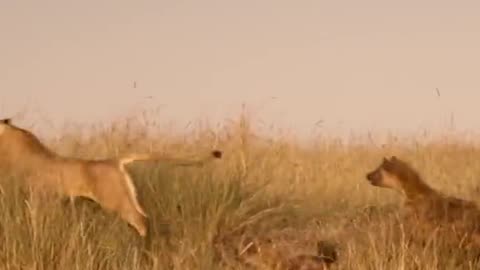 Lion vs hyenas 😱Great warrior of jungle