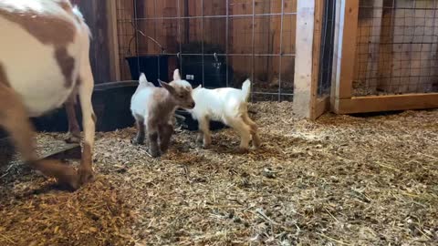 Playing Baby Goats