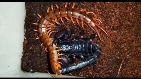 In a battle between a centipede and a scorpion, it looks like the centipede lost