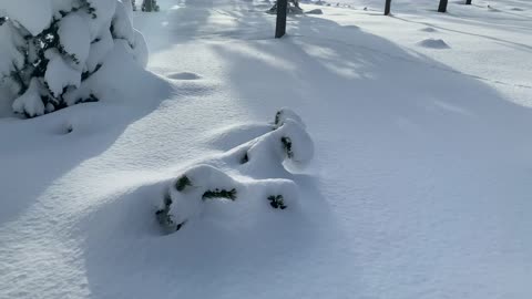 Thick White Powdery Snow – Central Oregon – Vista Butte Sno-Park – 4K