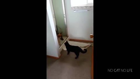 Funny Cats and Dogs Compilation