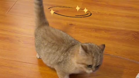 spinning cat