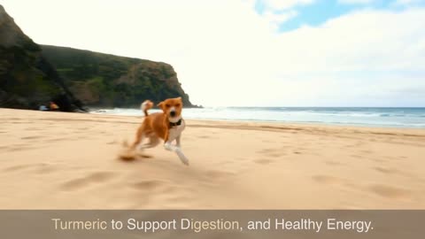 Quick Dog Healthcare Tip for Energy