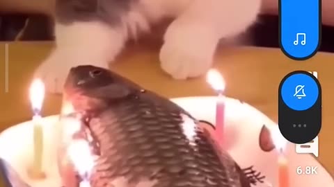 cute cat just celebrating birthday with a fish|meow meow meow|