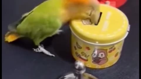 I don't know how long it takes to train a parrot like this