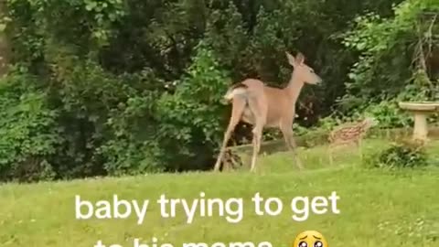 Baby deer can't get to mama