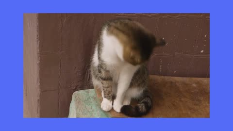 funny cat videos 15 seconds 9328