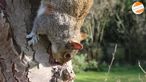 Grey squirrel Eating