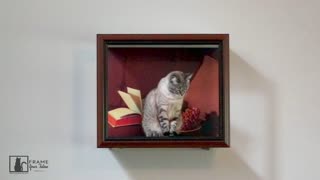 Frame Your Feline Moments: "Not So Still Life"