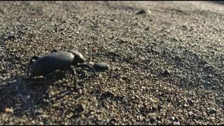 GIANT Beetle Strolls The Pacific Coast