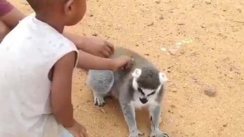 Scratching Lemur’s back